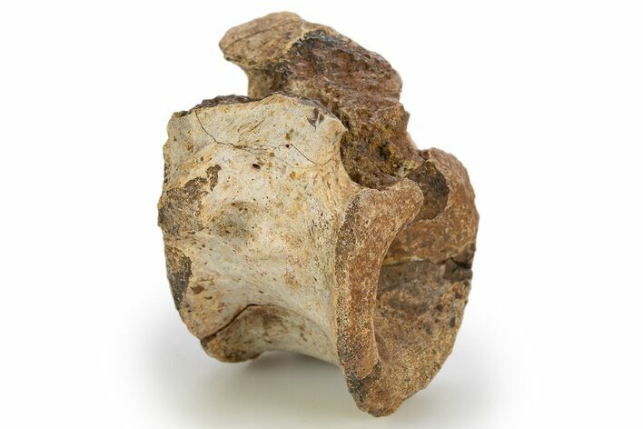 Triassic Fossil Synapsid (Dimetrodon) Vertebra - Texas #315764